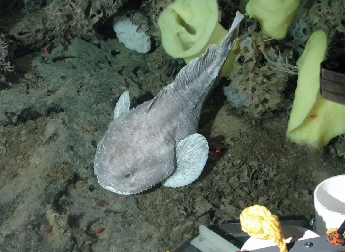 Weird looking fish species